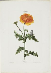 Papauer I. 106. Morpheus, Hortus Nitidissimis