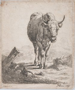 Önden görülen bir inek, 1805.