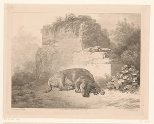 Duvarın önünde uyuyan köpek Hollandalı ustaların tablolarından sonra hayvanlar (serinin adı) Différens animaux gravés d'après tableaux de différens maîtres hollandois (serinin adı)