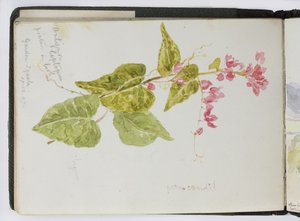 Suluboya Eskiz Defteri, Çizimler ve Notlar, Meksika, 1896-1898 (suluboya) by Adela Breton
