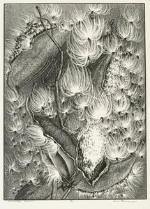süt otu balesi by Adolf Ernst Meissner