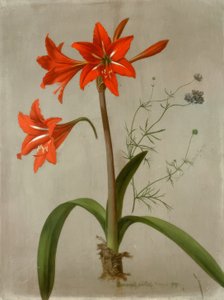 Amaryllis ve Gilia