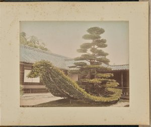 Çam Ağacı, Kinkakuji by Adolfo Farsari