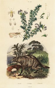Aardwolf, Arap bezelyesi ve biti. by Adolph (after) Fries