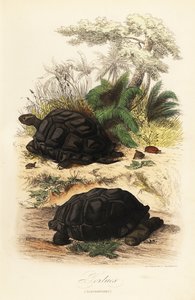 Aldabra dev kaplumbağa, Aldabrachelys gigantea, savunmasız