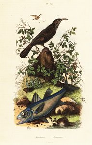 Gri taçlı babbler ve siyah kardinal balığı. by Adolph (after) Fries