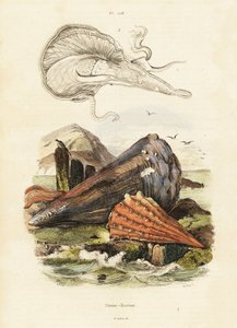 Kalem kabukları veya fan midyeleri. ,1834-1839 (gravür)