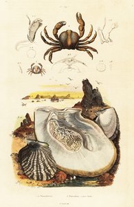 Pin yengeçler ve inci istiridye.,1834-1839 (gravür) by Adolph (after) Fries