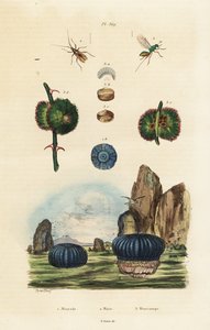 Deniz anemon ve böcekler., 1834-1839 (gravür) by Adolph (after) Fries