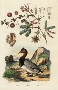 Deniz zencefili, patlıcan ve hassas bitki. ,1834-1839 (gravür) by Adolph (after) Fries