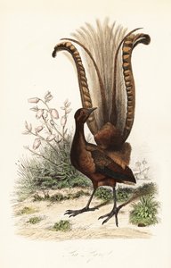 Muhteşem lir kuşu, Menura novaehollandiae, la Lyre ve sahte açelya, Menziesia ferruginea