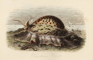 Kaplan deniz kabuğu, Cypraea tigris