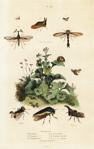 Treehoppers.,1834-1839 (gravür) by Adolph (after) Fries