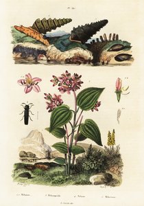 Trompet salyangozları, asker böcekleri ve Clidemia.,1834-1839 (gravür) by Adolph (after) Fries