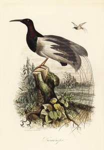 On iki kablolu cennet kuşu, Seleucidis melanoleucus