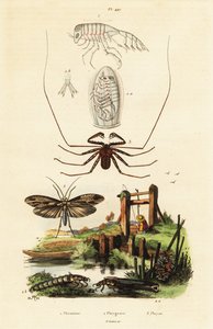 Örümcek ve caddisfly kırbaç.