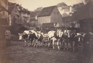 İsimsiz Çiftlik Hayvanları, 1850