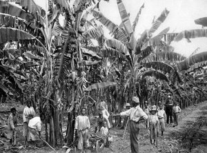 Muz ekimi, Jamaika, c1905.