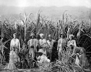 Şeker kamışı kesiciler, Jamaika, c1905.