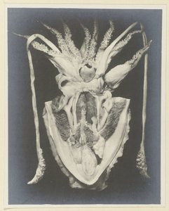 Bir kalamarın anatomisi Anatomy de la Seiche (nesne üzerindeki başlık) by Adolphe Louis Donnadieu