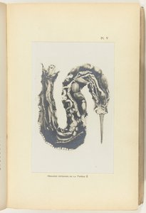 Görünür organları ile açık engerek kesin Organes internes de la Vipere (nesne üzerindeki başlık) by Adolphe Louis Donnadieu