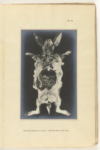 Organları görünen tavşan kesilip açıldı Organes internes du lapin -Photography dans l
