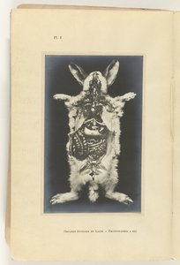 Organları görünen tavşan kesilip açıldı Organes internes du lapin -Fotoğraf bir saniye by Adolphe Louis Donnadieu