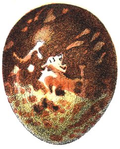 Bal Şahininin Yumurtası (Pernis apivorus), 1923 by Adolphe Philippe Millot
