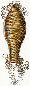Kedi köpekbalığının Ridged Egg vakası (Scyliorhinus), 1923 by Adolphe Philippe Millot