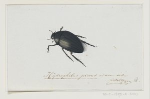 Kara Su Böceği Hydrophilus picens (nesne üzerindeki başlık) by Adriaan van der Willigen