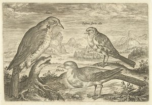 Bir manzara içinde üç kuş Avium Vivae (dizi adı) Kuşlar (dizi adı) by Adriaen Collaert