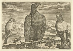 Bir manzara içinde üç kuş Avium Vivae (dizi adı) Kuşlar (dizi adı) by Adriaen Collaert