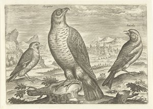 Bir manzara içinde üç kuş Kuşlar (dizi adı) Avium vivae (dizi adı) by Adriaen Collaert