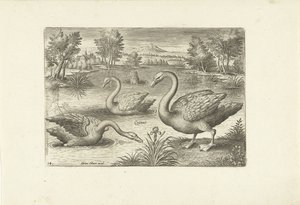 Bir su birikintisi içinde üç kuğu Kuşlar (dizi adı) Avium vivae (dizi adı) by Adriaen Collaert