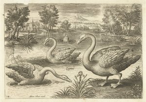 Bir su birikintisi içinde üç kuğu Kuşlar (dizi adı) Avium vivae (dizi adı) by Adriaen Collaert