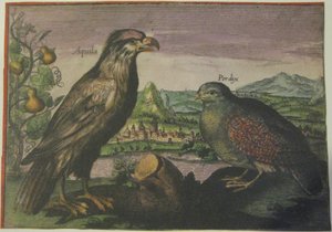 Kartal ve keklik, Iconotheca Valvasoriana by Adriaen Collaert
