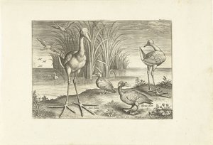 Bir kıyıda bazı su kuşları Kuşlar (dizi adı) Avivm vivae (dizi adı) by Adriaen Collaert