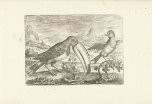Bir manzara içinde iki egzotik kuş Kuşlar (dizi adı) Avium vivae (dizi adı) by Adriaen Collaert