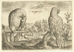 Bir manzara içinde iki papağan Avium Vivae (dizi adı) Kuşlar (dizi adı) by Adriaen Collaert