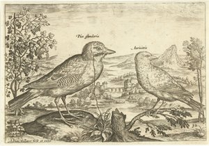 Bir manzarada iki kuş Kuşlar (dizi adı) Avium Vivae (dizi adı) by Adriaen Collaert