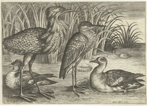 Bir nehir kıyısında dört yürüyen kuş Kuşlar (dizi adı) Avivm vivae (dizi adı) by Adriaen Collaert