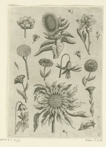 Ayçiçeği ve diğer çiçekler. Florilegium (dizi adı) by Adriaen Collaert