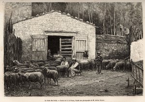 Koyun ticareti, çiftliğin tüm personeli, çocuk, hizmetçi, çobanın gözetiminde, A.Marie