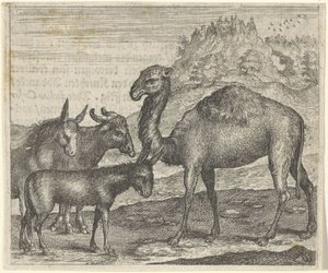 Eşek, Bufalo Deve ve Katır Masalı