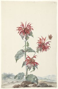 Peyzajda Kırmızı Bergamot by Aert Schouman (signed by artist)