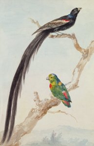 Uzun Kuyruklu Dul Kuşu ve mavi taçlı asılı papağan, 1783 (kağıt üzerinde tebeşir, tuvalet ve kurşun kalem) by Aert Schouman