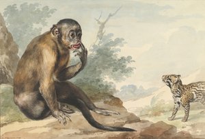 Kayanın Üzerinde Oturmuş Misk Kedisine Bakan Maymun, 1764.