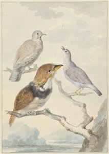 Üç kuş, iki İnka güvercini ve yakalı sakallı guguk kuşu by Aert Schouman