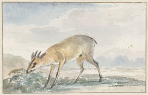 Gine tavuğu veya Sylvicapra Grimmia by Aert Schouman