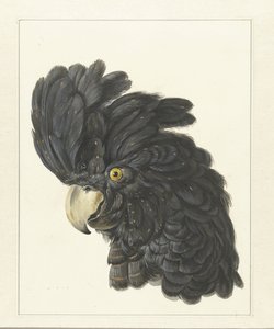 Kakadu Başı Papağan Başı (nesne üzerindeki başlık)